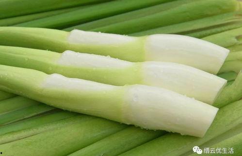 羊吃茭瓜好吗,营养价值与养殖效益分析