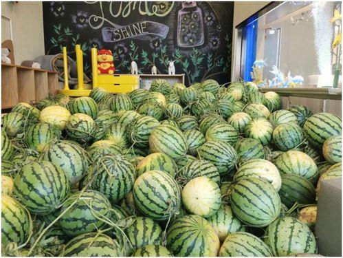 广州今日吃瓜,街头巷尾的瓜香四溢，一起品味这座城市的市井生活