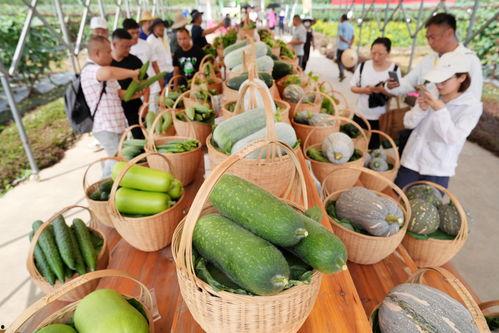 广州今日吃瓜,街头巷尾的瓜香四溢，一起品味这座城市的市井生活