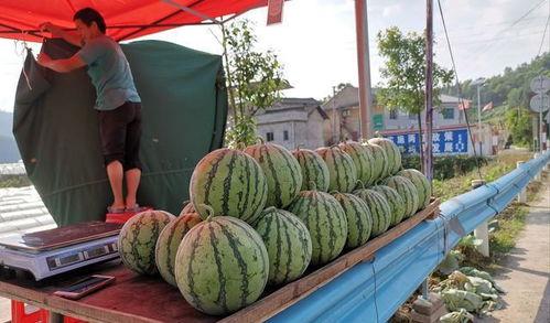 漳州龙海吃瓜事件,一场引发热议的街头冲突