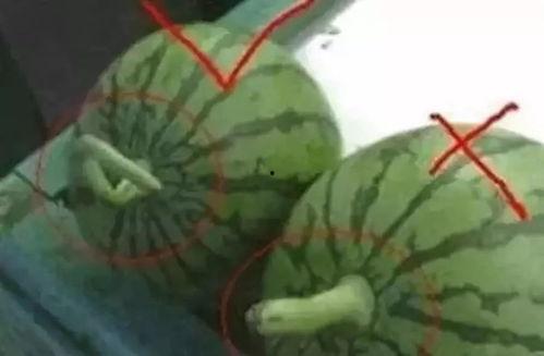 做个吃瓜的人,品味瓜界风云