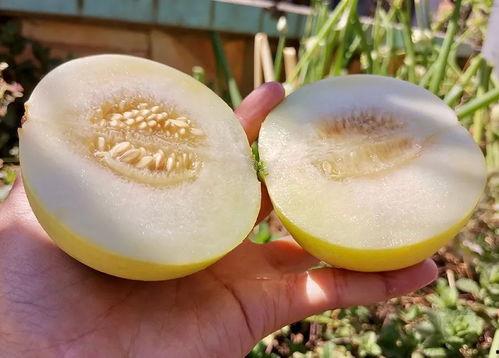 都市甜心吃瓜,吃瓜群众眼中的甜蜜生活揭秘