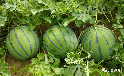 砍头瓜怎么吃,解锁美味新体验