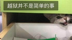 猫吵架吃瓜群众,吃瓜群众围观猫咪吵架现场