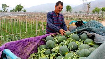 羊圈吃瓜,一场别开生面的乡村盛宴