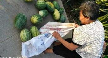 彩塘最新吃瓜视频,揭秘幕后真相，带你领略网络风云