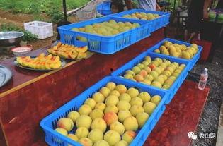 溪溪吃瓜视频,揭秘娱乐圈幕后故事