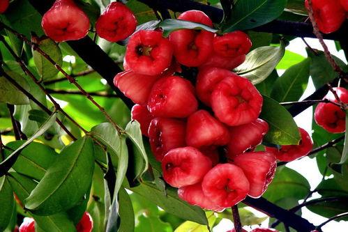 莲雾最新吃瓜视频,最新吃瓜视频揭秘美味秘诀