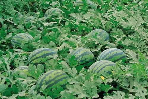 武汉疫情吃瓜图片,记录那些难忘的抗疫瞬间