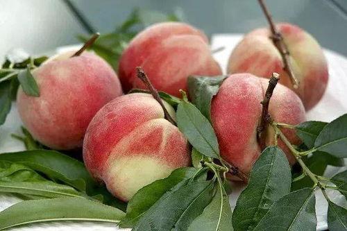 梦见吃瓜和桃,瓜果飘香，桃李满园