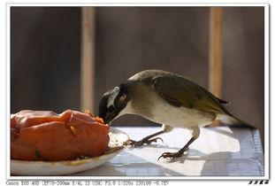 小鸟吃生瓜视频,小鸟挑战生瓜美味大揭秘