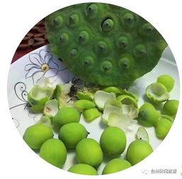 树林吃瓜,探寻自然与生活的和谐共鸣