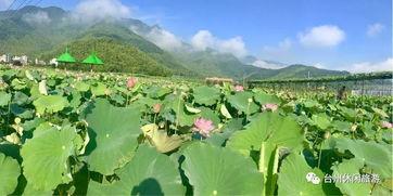 树林吃瓜,探寻自然与生活的和谐共鸣