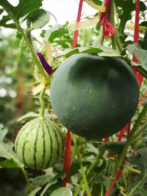上海本地种的连皮吃的瓜,连皮瓜的独特风味与种植文化