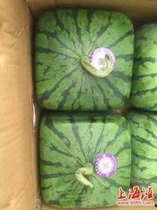 上海本地种的连皮吃的瓜,连皮瓜的独特风味与种植文化