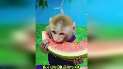 吃瓜猴卡通,揭秘卡通世界的欢乐与智慧
