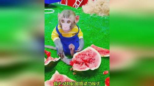 吃瓜猴卡通,揭秘卡通世界的欢乐与智慧