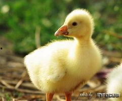 吃瓜小鹅头像,吃瓜小鹅的趣味日常