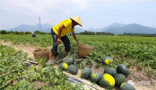 田地吃瓜,揭秘农村生活的甜蜜瞬间