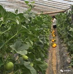 濮阳范县吃瓜,瓜果飘香，品味田园生活