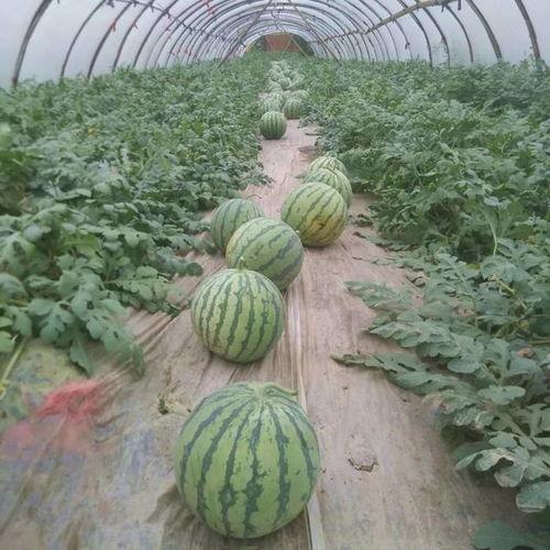 吃瓜甜妹麒麟瓜,一场甜蜜的瓜果奇遇记