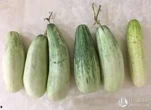 吃瓜群众黄瓜爆料,吃瓜群众黄瓜爆料揭秘娱乐圈幕后真相