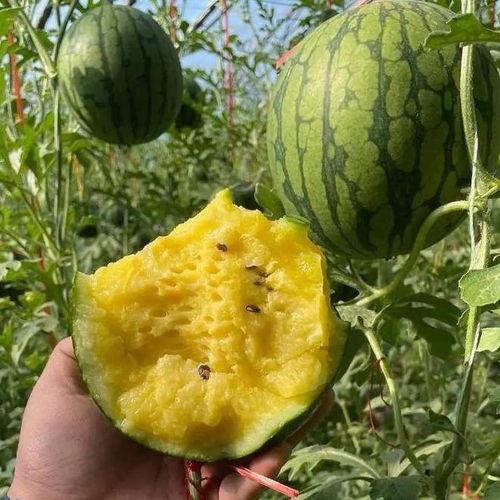 什么季节吃瓜最快,畅享清凉——四季吃瓜指南