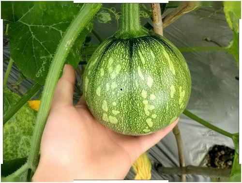 小忍者吃瓜,揭秘忍者世界的神秘瓜果传奇