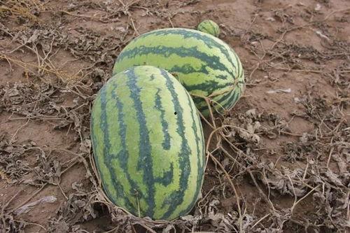 小忍者吃瓜,揭秘忍者世界的神秘瓜果传奇