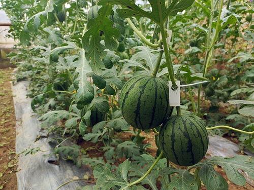 小忍者吃瓜,揭秘忍者世界的神秘瓜果传奇