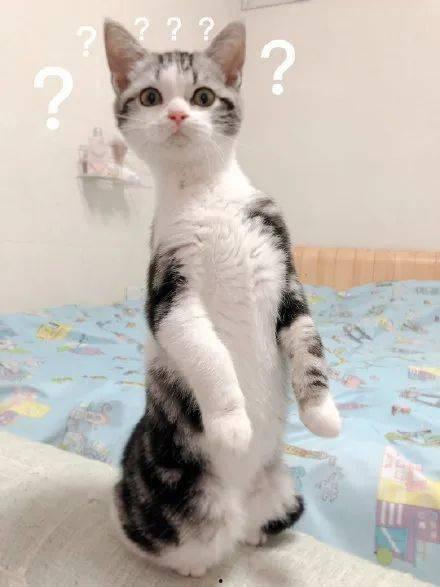 美国猫咪在线吃瓜