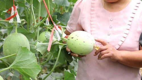 吃瓜文案小文章,揭秘吃瓜文案背后的趣味与智慧