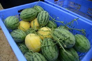 泡泡吃瓜群,揭秘网络社交圈的趣味与争议