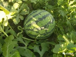 金手指吃瓜了吗