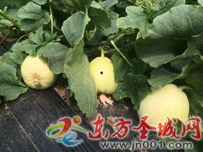 金乡白梨瓜怎么吃,多味食法，尽享夏日清新