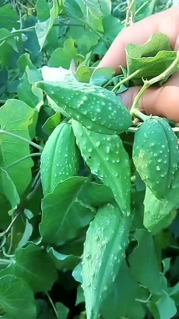 瓢瓜宝宝可以吃,营养美味，宝宝辅食新选择