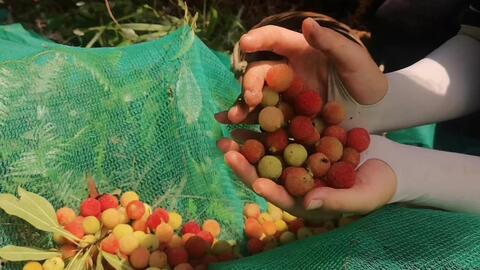 梦见别人摘老瓜送我吃