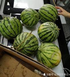 大班长吃瓜,揭秘校园里的那些“秘密”