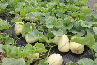 滨江河吃瓜,夏日吃瓜盛宴