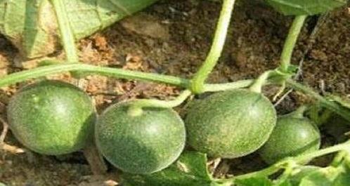 瓜还是李瓜有吃的吗,探寻夏日美食之旅