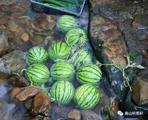 瓜还是李瓜有吃的吗,探寻夏日美食之旅