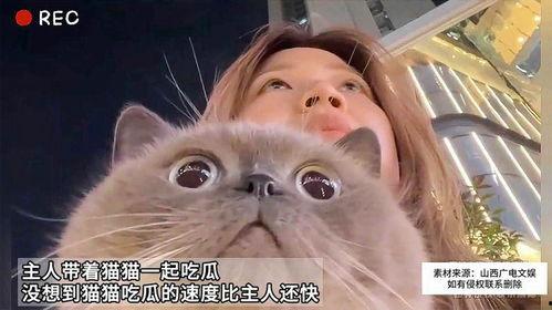 猫城堡吃瓜,揭秘猫咪们的欢乐时光