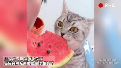 猫城堡吃瓜,揭秘猫咪们的欢乐时光