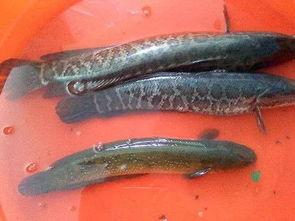 刘大瓜吃乌鱼,一场味蕾与视觉的盛宴