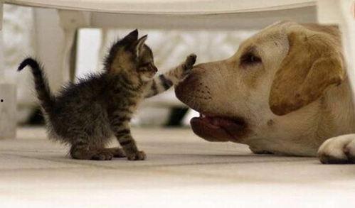 猫圈狗圈吃瓜,吃瓜群众围观宠物圈精彩瞬间