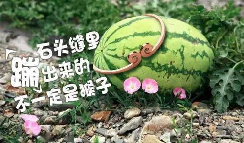 压砂瓜是脆瓜吗怎么吃,美味吃法大揭秘