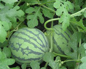 孕期可以吃淡水瓜吗