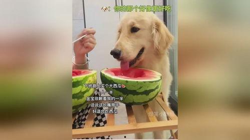 狗主子吃瓜,揭秘宠物界的趣味生活