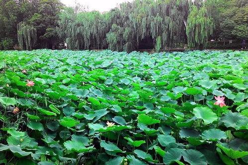 晨雨吃瓜,揭秘娱乐圈那些不为人知的幕后故事