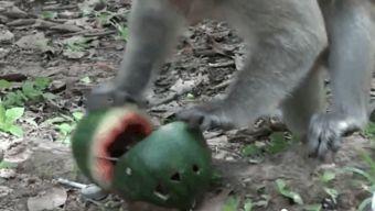 猴王吃瓜带拼音